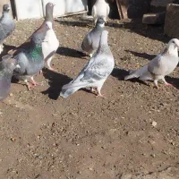 کفتر|پرنده|رفسنجان, |دیوار