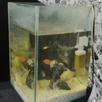 آکواریوم با ماهی|ماهی|فولادشهر, مسکن مهر فولادشهر|دیوار