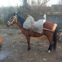 اسب اخته ۶ سال|اسب و تجهیزات اسب‌سواری|تنکابن, |دیوار