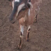 فروش کهره نر