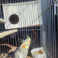 جفت عروس هلندی