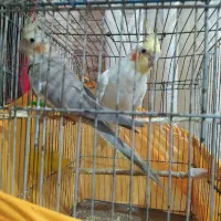 عروس هلندی لوتینو سینامون