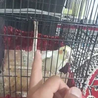 عروس هلندی گمشده|پرنده|باشت, |دیوار