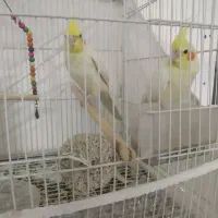 عروس هلندی لیتینو رو تخم