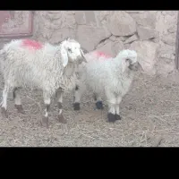 بزغاله دورگ بره ماده موتورلیفان خشک اگهی درست بخون|حیوانات مزرعه|گزیک, |دیوار