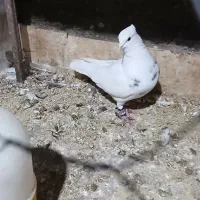 فقد پیام|پرنده|شادگان, |دیوار