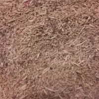 گندم برا کبوتر و مرغ