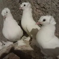 چند عدد کبوتر راعبی