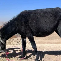 خر جوان|حیوانات مزرعه|مبارکه, |دیوار