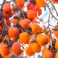 فروش ۳ تن خرمالو