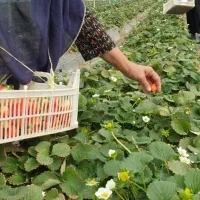 توت فرنگی  جیرفت