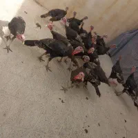 بوقلمون
