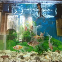 ماهی گلدفیش معاوضه با لوازم اکواریوم یا گوپی