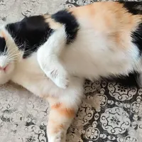 واگذاری گربه ۲ تا