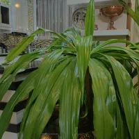 گلهای بزرگ مخصوص سالنها|گل و گیاه طبیعی|اصفهان, برازنده|دیوار