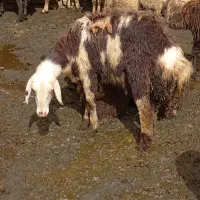 بره ماده آنتیک خوشگل به شرط سالمی