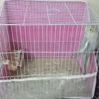 عروس|پرنده|باخزر, |دیوار