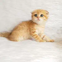 فروشگاه گربه های اشرافی ( پرشین بریتیش اسکاتیش )|گربه|ماکو, |دیوار