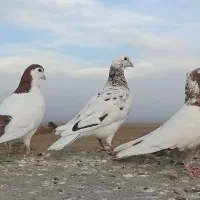 کبوتر|پرنده|تربت جام, میان جام|دیوار