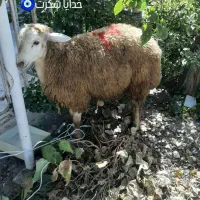 قصاب و سلاخ ذبح گوساله و گوسفند|خدمات پذیرایی، مراسم|اسلامشهر, شهرک مهدیه|دیوار