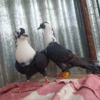 کفتر خوب همه رنگ همه مدل حراج