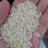 فردش برنج طارم هاشمی