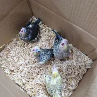 جوجه عروس هلندی|پرنده|پاکدشت, پاکدشت (مامازند)|دیوار