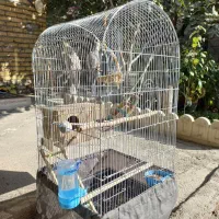 فروش یه جفت عروس هلندی|پرنده|رباطکریم, انجم آباد|دیوار