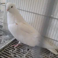 کبوتر دکور پشتار|پرنده|نقده, |دیوار