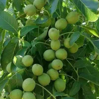 تولید و عرضه نهال گردو چندلر