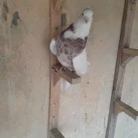 کبوتر بهبهانی|پرنده|کازرون, |دیوار