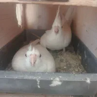 فروش ۳ عدد عروس هلندی