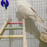 عروس هلندی آلبینو