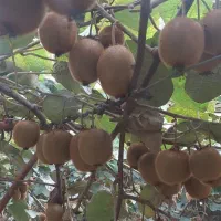 فروش کیوی هایوارد طلایی بدون هورمون