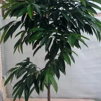 درختچه خاص آمستل کینگ