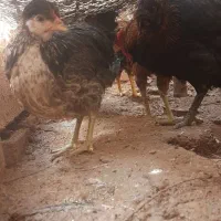 مرغ و خروس