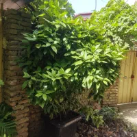 آکوبا|گل و گیاه طبیعی|قائم‌شهر, |دیوار