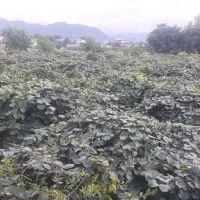 اجاره دادن باغ کیوی|اجارهٔ دفتر صنعتی، کشاورزی، تجاری|آستارا, |دیوار