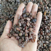 کشمش آبگیری|خوردنی و آشامیدنی|بومهن, |دیوار