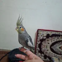 عروس هلندی گمشده|حیوانات|قم, لبچال|دیوار