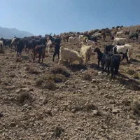 بز همه جوان جنس خوب دورگ فروشی|حیوانات مزرعه|فیروزکوه, |دیوار