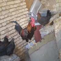 خروس قیمت دونه ای ۹۰۰خریدار واقعی تخفیف داره