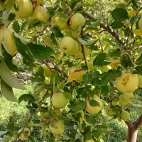 خدمات باغبانی و گل کاری