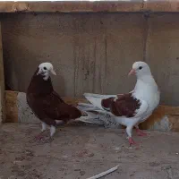 کفتر  ۶تا جوجه پرشی