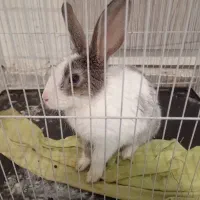 خرگوش باهوش