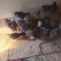 جوجه مرغ محلی