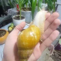 حلزون آلبینو