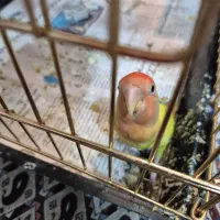 طوطی برزیلی|پرنده|ری, فیروزآبادی|دیوار