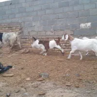 شاهبزمیشبرهبزبزغاله|حیوانات مزرعه|رضویه, |دیوار