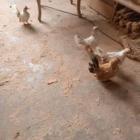 جوجه خروس جاپنیز رد متلد